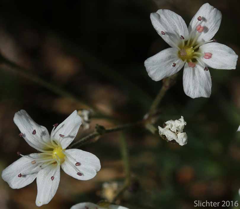 Fescue Sandwort, Mountain Sandwort, Slender Mountain Sandwort, Threadleaf Sandwort: Eremogone capillaris var. americana (Synonyms: Arenaria capillaris ssp. americana, Arenaria capillaris var. americana, Arenaria formosa)