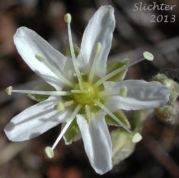 Flower of Fescue Sandwort, Mountain Sandwort, Slender Mountain Sandwort, Threadleaf Sandwort: Eremogone capillaris var. americana (Synonyms: Arenaria capillaris ssp. americana, Arenaria capillaris var. americana, Arenaria formosa)