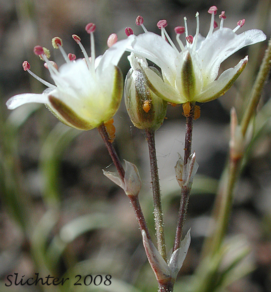 Fescue Sandwort, Mountain Sandwort: Eremogone capillaris var. americana (Synonyms: Arenaria capillaris ssp. americana, Arenaria capillaris var. americana, Arenaria formosa)