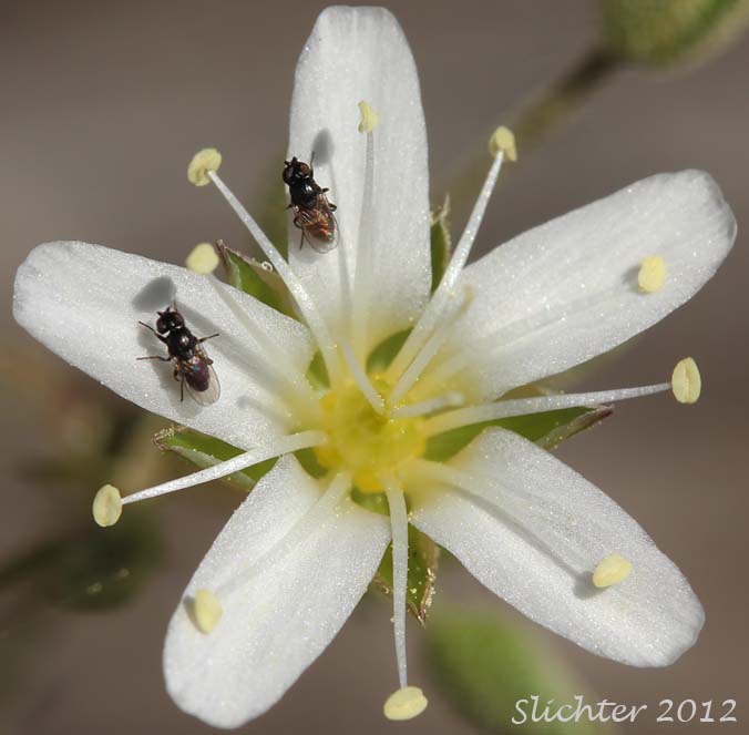 Close-up of a flower of Fescue Sandwort, Mountain Sandwort: Eremogone capillaris var. americana (Synonyms: Arenaria capillaris ssp. americana, Arenaria capillaris var. americana, Arenaria formosa)