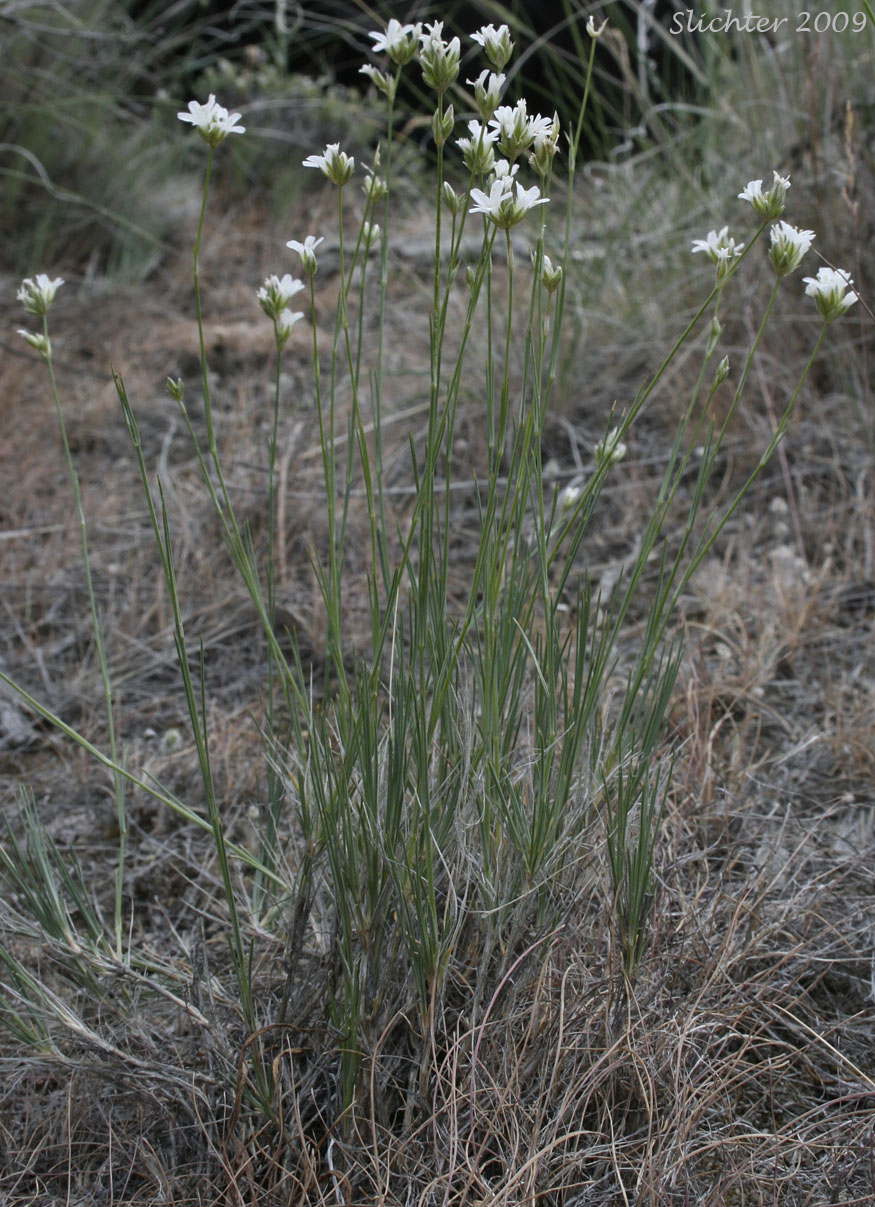 Eremogone congesta var. cephaloidea Synonym: Arenaria congesta var. cephaloidea