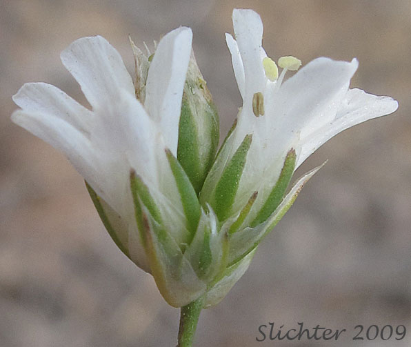 Flowers and sepals of Eremogone congesta var. cephaloidea Synonym: Arenaria congesta var. cephaloidea