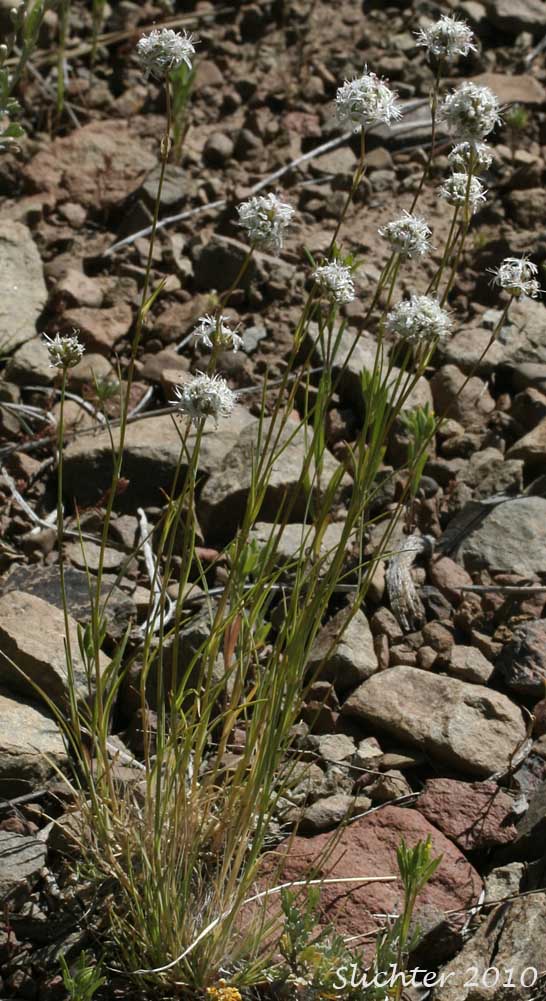 Sharptip Sandwort: Eremogone congesta var. cephaloidea (Synonym: Arenaria congesta var. cephaloidea)