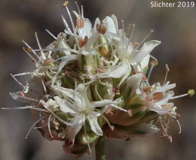 Inflorescence of Ballhead Sandwort, Capitate Sandwort: Eremogone congesta var. congesta (Synonyms: Arenaria congesta var. congesta, Eremogone congesta)