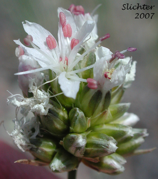 Ballhead Sandwort: Arenaria congesta
