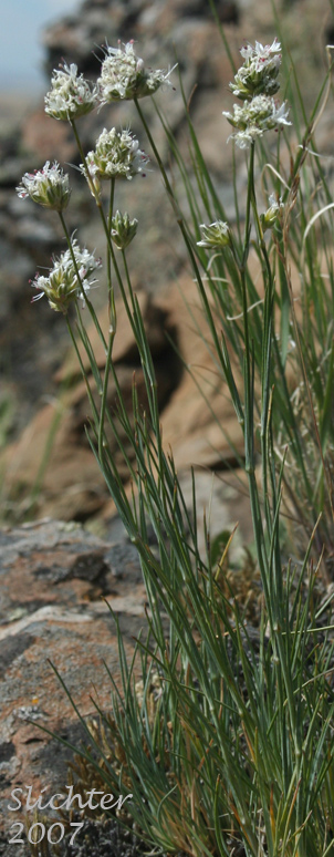 Ballhead Sandwort, Capitate Sandwort: Eremogone congesta var. congesta (Synonyms: Arenaria congesta var. congesta, Eremogone congesta)