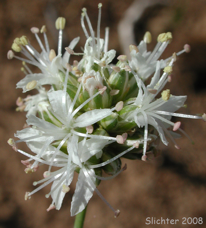Inflorescence of Ballhead Sandwort, Capitate Sandwort: Eremogone congesta var. congesta (Synonyms: Arenaria congesta var. congesta, Eremogone congesta)