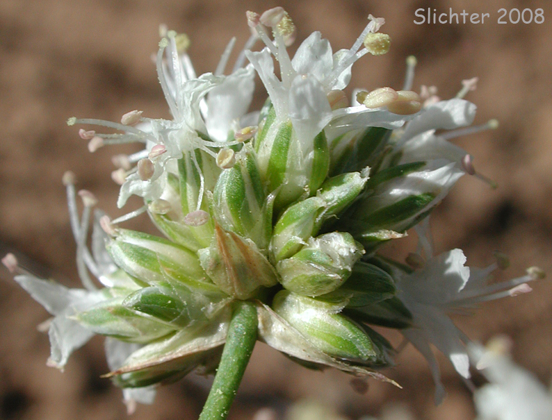 Inflorescence of Ballhead Sandwort, Capitate Sandwort: Eremogone congesta var. congesta (Synonyms: Arenaria congesta var. congesta, Eremogone congesta)