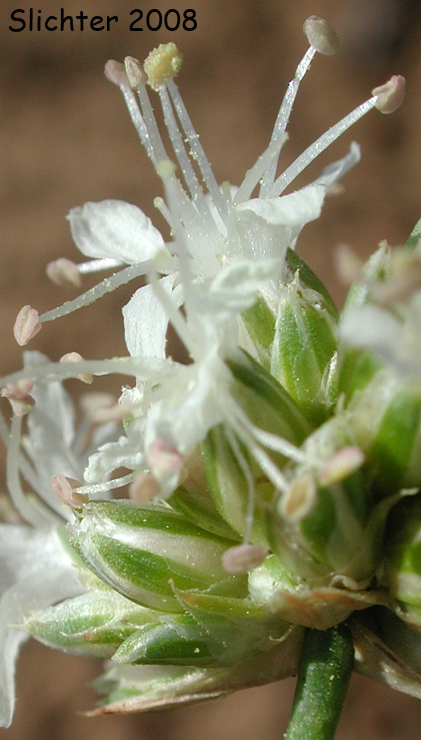 Close-up of a flower of Ballhead Sandwort, Capitate Sandwort: Eremogone congesta var. congesta (Synonyms: Arenaria congesta var. congesta, Eremogone congesta)