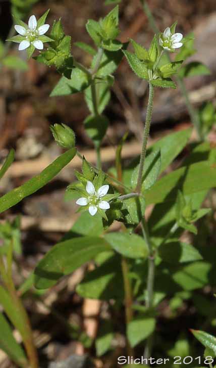 Thymeleaf Sandwort, Thyme-leaf Sandwort, Sabline a Feuilles de Serpolet: Arenaria serpyllifolia var. serpyllifolia (Synonym: Arenaria serpyllifolia ssp. serpyllifolia)