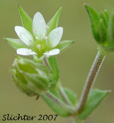 Thymeleaf Sandwort, Thyme-leaf Sandwort, Sabline a Feuilles de Serpolet: Arenaria serpyllifolia var. serpyllifolia (Synonym: Arenaria serpyllifolia ssp. serpyllifolia)