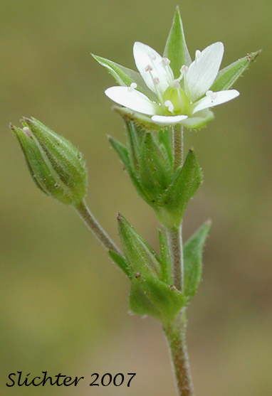 Thymeleaf Sandwort, Thyme-leaf Sandwort, Sabline a Feuilles de Serpolet: Arenaria serpyllifolia var. serpyllifolia (Synonym: Arenaria serpyllifolia ssp. serpyllifolia)