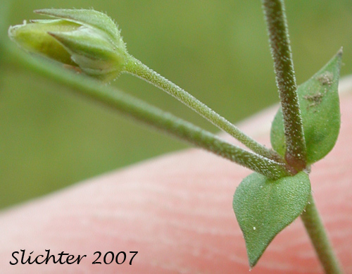 Thymeleaf Sandwort, Thyme-leaf Sandwort, Sabline a Feuilles de Serpolet: Arenaria serpyllifolia var. serpyllifolia (Synonym: Arenaria serpyllifolia ssp. serpyllifolia)