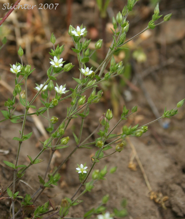 Thymeleaf Sandwort, Thyme-leaf Sandwort, Sabline a Feuilles de Serpolet: Arenaria serpyllifolia var. serpyllifolia (Synonym: Arenaria serpyllifolia ssp. serpyllifolia)