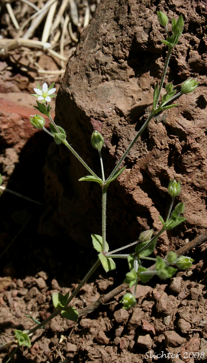 Thymeleaf Sandwort, Thyme-leaf Sandwort, Sabline a Feuilles de Serpolet: Arenaria serpyllifolia var. serpyllifolia (Synonym: Arenaria serpyllifolia ssp. serpyllifolia)