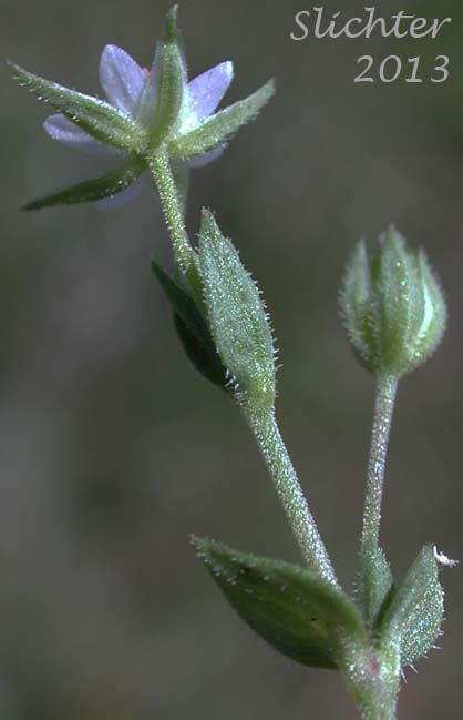 Thymeleaf Sandwort, Thyme-leaf Sandwort, Sabline a Feuilles de Serpolet: Arenaria serpyllifolia var. serpyllifolia (Synonym: Arenaria serpyllifolia ssp. serpyllifolia)