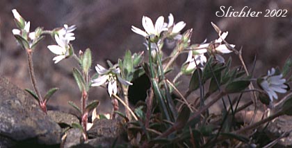 Alpine Cerastium, Alpine Chickweed, Bering Chickweed, Bering Sea Chickweed: Cerastium beeringianum (Synonyms: Cerastium alpinum var. beeringianum, Cerastium alpinum var. capillare, Cerastium beringianum, Cerastium beeringianum ssp. beeringianum, Cerastium beeringianum ssp. earli , Cerastium beeringianum var. capillare, Cerastium beeringianum var. glabratum, Cerastium beeringianum var. grandiflorum, Cerastium buffumiae, Cerastium earlei, Cerastium fischerianum var. beeringianum, Cerastium pilosum, Cerastium pulchellum, Cerastium scammamiae, Cerastium variabile, Cerastium vulgatum var. beeringianum)