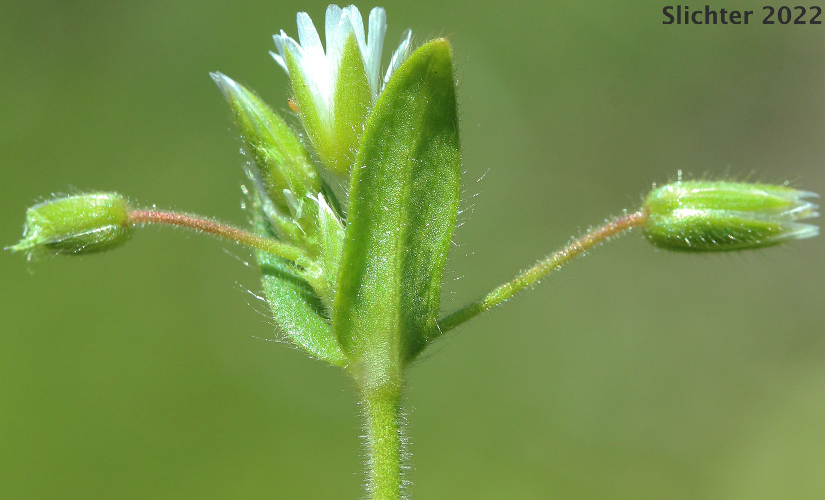 Big Chickweed, Common Mouse-ear, Mouse-ear Chickweed: Cerastium fontanum ssp. vulgare (Synonyms: C. holosteoides, Cerastium vulgatum)