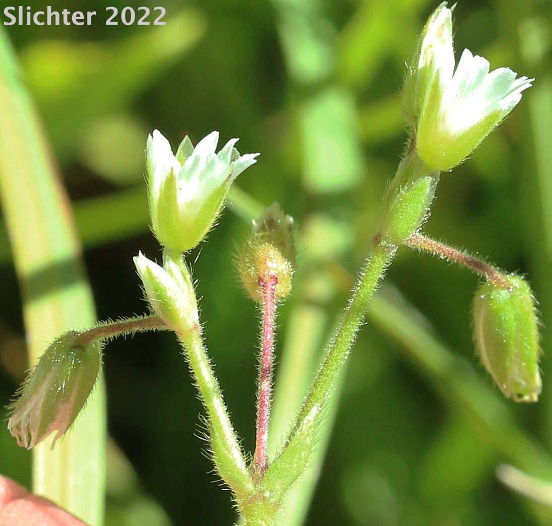 Big Chickweed, Common Mouse-ear, Mouse-ear Chickweed: Cerastium fontanum ssp. vulgare (Synonyms: C. holosteoides, Cerastium vulgatum)