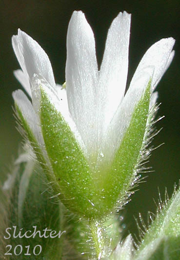 Scarious margined sepals of European Chickweed, Sticky Mouse Ear Chickweed: Cerastium pumilum (Synonyms: Cerastium glutinosum, Cerastium pumilum ssp. glutinosum)