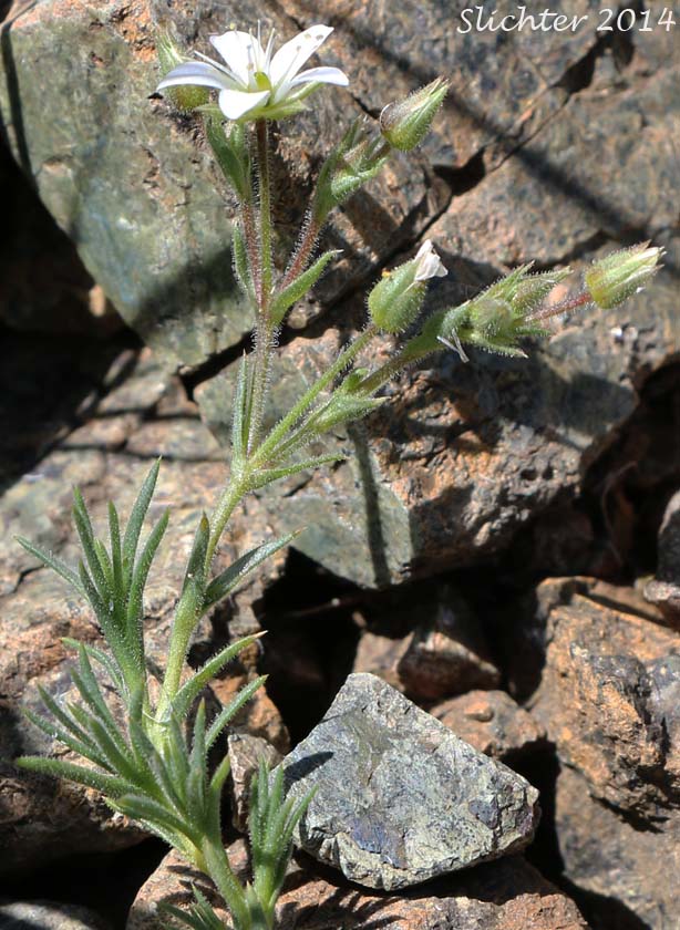 Brittle sandwort (Minuartia nuttallii var. fragilis) 