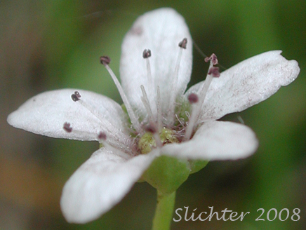 Close-up of the flower of Bluntleaf Sandwort, Blunt-leaved Moerhingia: Moehringia lateriflora (Synonyms: Arenaria lateriflora, Arenaria lateriflora var. angustifolia, Arenaria lateriflora var. lateriflora, Arenaria lateriflora var. tayloriae)