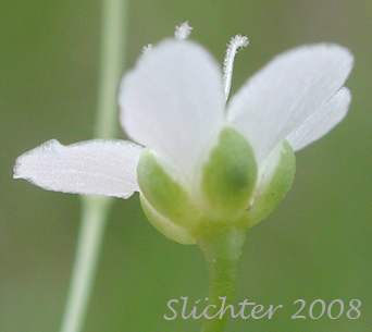 Close-up of the sepals of Bluntleaf Sandwort, Blunt-leaved Moerhingia: Moehringia lateriflora (Synonyms: Arenaria lateriflora, Arenaria lateriflora var. angustifolia, Arenaria lateriflora var. lateriflora, Arenaria lateriflora var. tayloriae)