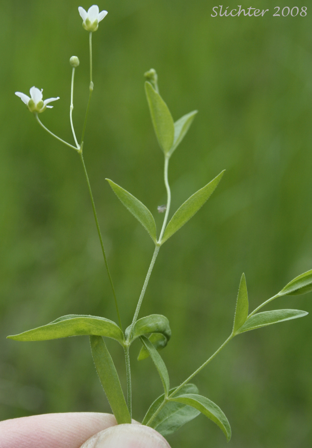 Bluntleaf Sandwort, Blunt-leaved Moerhingia: Moehringia lateriflora (Synonyms: Arenaria lateriflora, Arenaria lateriflora var. angustifolia, Arenaria lateriflora var. lateriflora, Arenaria lateriflora var. tayloriae)