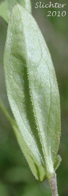 Lower surface of a stem leaf of Bluntleaf Sandwort, Blunt-leaved Moerhingia: Moehringia lateriflora (Synonyms: Arenaria lateriflora, Arenaria lateriflora var. angustifolia, Arenaria lateriflora var. lateriflora, Arenaria lateriflora var. tayloriae)