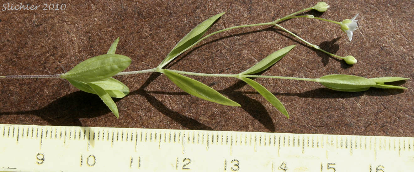 Bluntleaf Sandwort, Blunt-leaved Moerhingia: Moehringia lateriflora (Synonyms: Arenaria lateriflora, Arenaria lateriflora var. angustifolia, Arenaria lateriflora var. lateriflora, Arenaria lateriflora var. tayloriae)