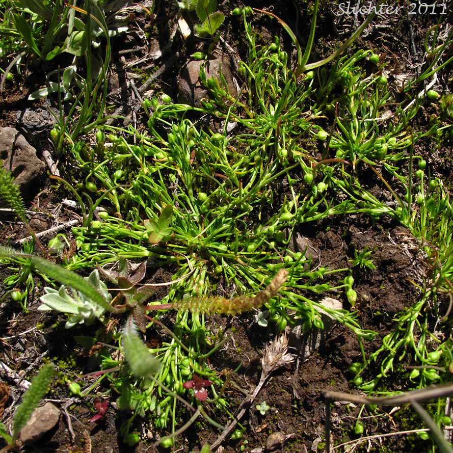 Trailing Pearlwort, Western Pearlwort: Sagina decumbens ssp. occidentalis (Synonym: Sagina occidentalis)