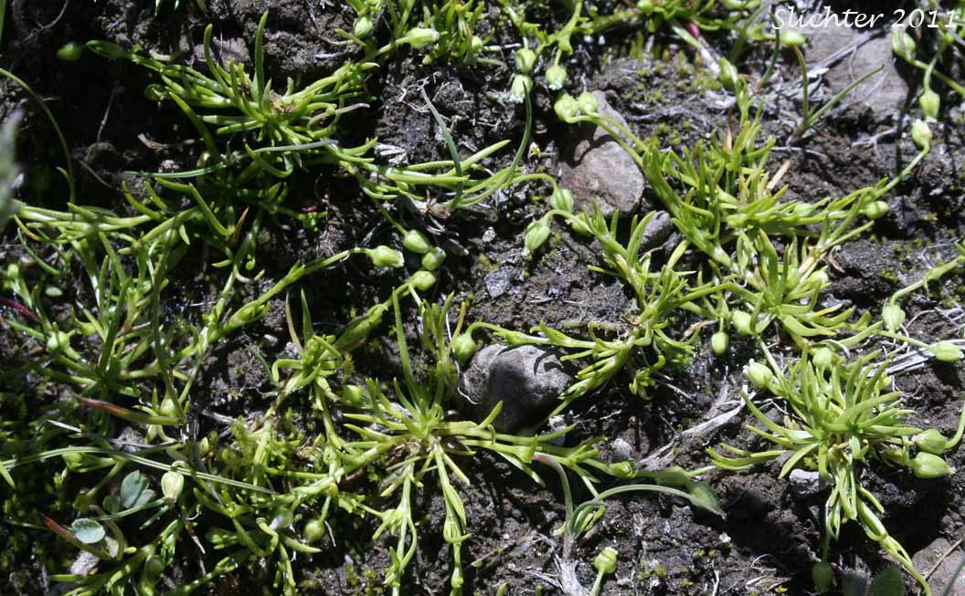 Trailing Pearlwort, Western Pearlwort: Sagina decumbens ssp. occidentalis (Synonym: Sagina occidentalis)