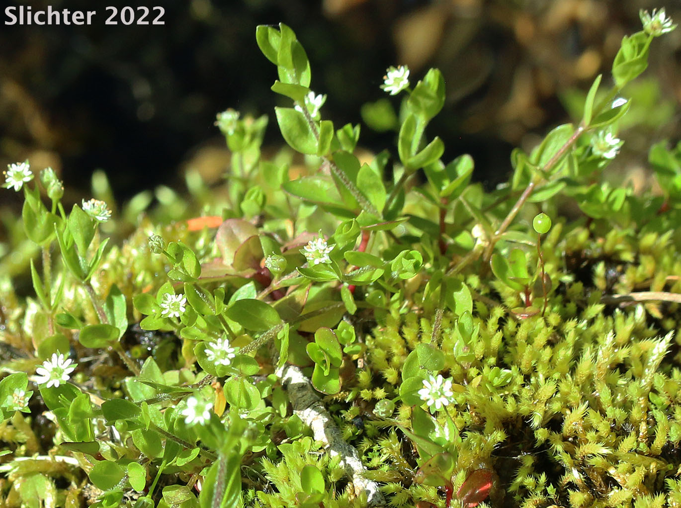 Alpine Pearlwort, Arctic Pearlwort: Sagina saginoides (Synonyms: Sagina linnaei, Sagina micrantha, Sagina saginoides var. hesperia, Spergula saginoides)