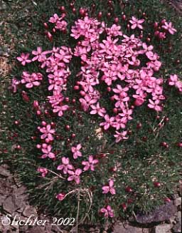 Moss Campion: Silene acaulis (Synonyms: Cucubalus acaulis, Silene acaulis ssp. exscapa, Silene acaulis var. exscapa, Silene acaulis var. exscaposa, Silene acaulis var. subacaulescens, Silene exscapa, Xamilensis acaulis)