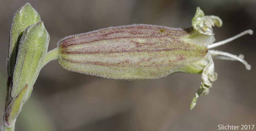Calyx of Douglas' Catchfly, Douglas' Campion, Douglas' Silene: Silene douglasii var. douglasii (Synonyms: Silene douglasii var. monantha, Silene douglasii var. villosa, Silene lyallii)