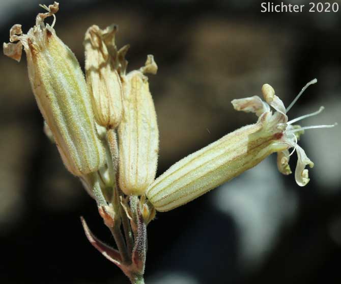 Douglas' Catchfly, Douglas' Campion, Douglas' Silene: Silene douglasii var. douglasii (Synonyms: Silene douglasii var. monantha, Silene douglasii var. villosa, Silene lyallii)