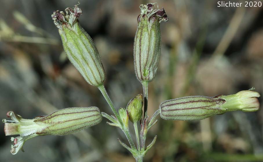 Douglas' Catchfly, Douglas' Campion, Douglas' Silene: Silene douglasii var. douglasii (Synonyms: Silene douglasii var. monantha, Silene douglasii var. villosa, Silene lyallii)