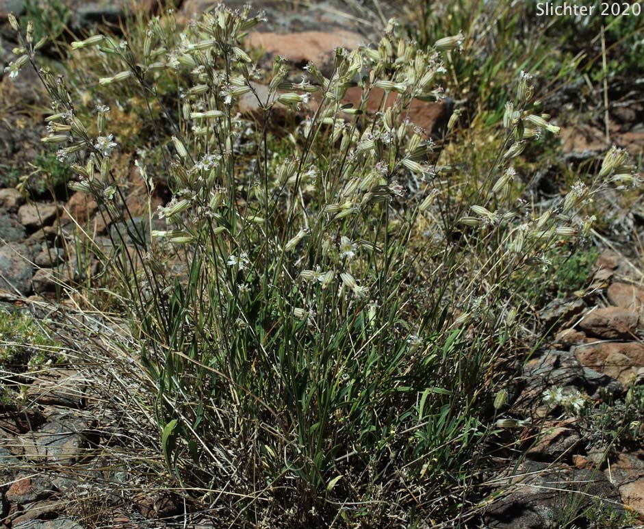 Douglas' Catchfly, Douglas' Campion, Douglas' Silene: Silene douglasii var. douglasii (Synonyms: Silene douglasii var. monantha, Silene douglasii var. villosa, Silene lyallii)