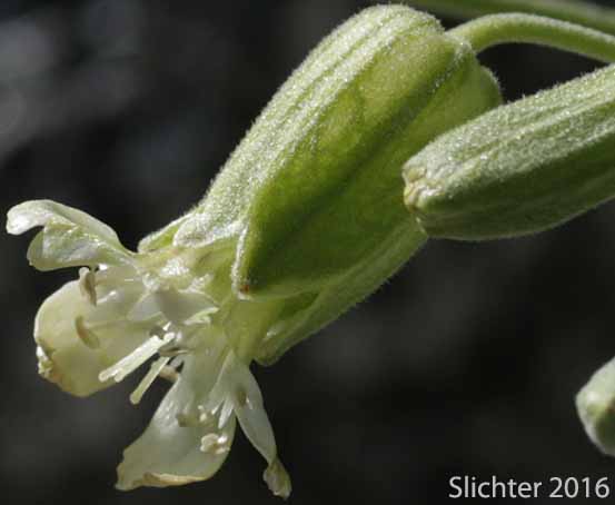 Douglas' Catchfly, Douglas' Campion, Douglas' Silene: Silene douglasii var. douglasii (Synonyms: Silene douglasii var. monantha, Silene douglasii var. villosa, Silene lyallii)