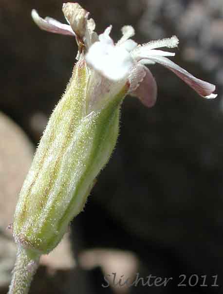 Close-up of the calyx tube of Douglas' Catchfly, Douglas' Campion, Douglas' Silene: Silene douglasii var. douglasii (Synonyms: Silene douglasii var. monantha, Silene douglasii var. villosa, Silene lyallii)