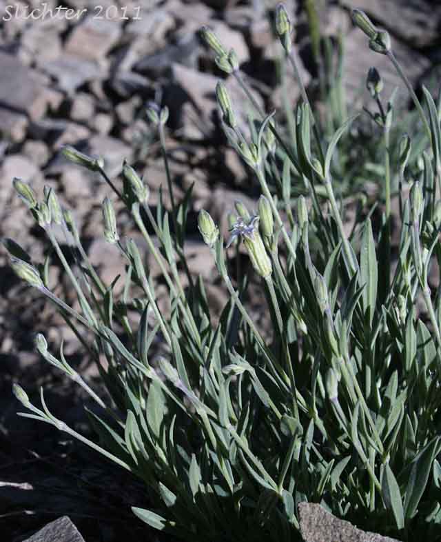 Douglas' Catchfly, Douglas' Campion, Douglas' Silene: Silene douglasii var. douglasii (Synonyms: Silene douglasii var. monantha, Silene douglasii var. villosa, Silene lyallii)