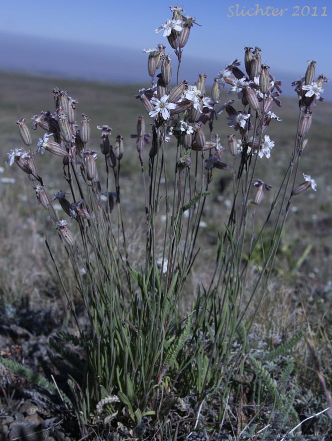Douglas' Catchfly, Douglas' Campion, Douglas' Silene: Silene douglasii var. douglasii (Synonyms: Silene douglasii var. monantha, Silene douglasii var. villosa, Silene lyallii)