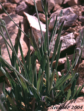 Basal and lower stem leaves of Douglas' Catchfly, Douglas' Campion, Douglas' Silene: Silene douglasii var. douglasii (Synonyms: Silene douglasii var. monantha, Silene douglasii var. villosa, Silene lyallii)