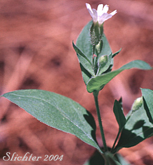 Menzie's Campion, Menzie's Silene: Silene menziesii (Synonyms: Anotites menziesii, Anotites viscosa, Silene menziesii ssp. menziesii, Silene menziesii ssp. menziesii var. menziesii, Silene menziesii ssp. menziesii var. viscosa, Silene menziesii var. menziesii, Silene menziesii var. viscosa, Silene obovata)