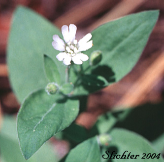 Menzie's Campion, Menzie's Silene: Silene menziesii (Synonyms: Anotites menziesii, Anotites viscosa, Silene menziesii ssp. menziesii, Silene menziesii ssp. menziesii var. menziesii, Silene menziesii ssp. menziesii var. viscosa, Silene menziesii var. menziesii, Silene menziesii var. viscosa, Silene obovata)