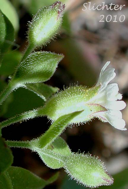 Close-up of a flower of Menzie's Campion, Menzie's Silene: Silene menziesii (Synonyms: Anotites menziesii, Anotites viscosa, Silene menziesii ssp. menziesii, Silene menziesii ssp. menziesii var. menziesii, Silene menziesii ssp. menziesii var. viscosa, Silene menziesii var. menziesii, Silene menziesii var. viscosa, Silene obovata)