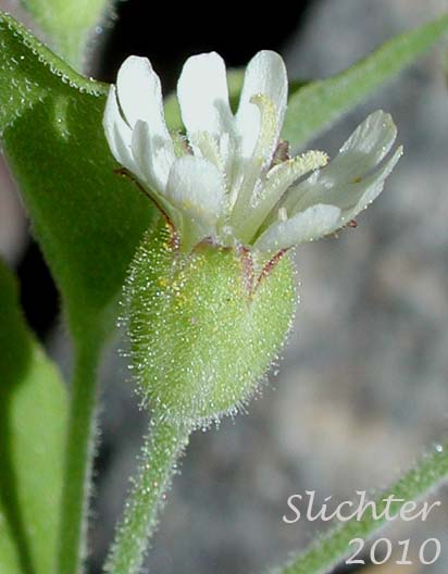 Close-up of the flower of Menzie's Campion, Menzie's Silene: Silene menziesii (Synonyms: Anotites menziesii, Anotites viscosa, Silene menziesii ssp. menziesii, Silene menziesii ssp. menziesii var. menziesii, Silene menziesii ssp. menziesii var. viscosa, Silene menziesii var. menziesii, Silene menziesii var. viscosa, Silene obovata)