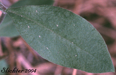 Leaf of Menzie's Campion, Menzie's Silene: Silene menziesii (Synonyms: Anotites menziesii, Anotites viscosa, Silene menziesii ssp. menziesii, Silene menziesii ssp. menziesii var. menziesii, Silene menziesii ssp. menziesii var. viscosa, Silene menziesii var. menziesii, Silene menziesii var. viscosa, Silene obovata)