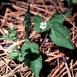 Menzie's Campion, Menzie's Silene: Silene menziesii (Synonyms: Anotites menziesii, Anotites viscosa, Silene menziesii ssp. menziesii, Silene menziesii ssp. menziesii var. menziesii, Silene menziesii ssp. menziesii var. viscosa, Silene menziesii var. menziesii, Silene menziesii var. viscosa, Silene obovata)