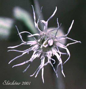 Petals of Oregon Campion: Silene oregana